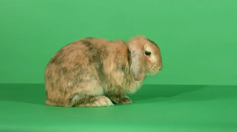 Brown lop-eared rabbit on green screen background 4K Stock-Footage 46512704