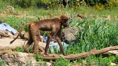 Brown Macaque Walking on Fallen Tree Trunk in Green Forest Stock Footage 294585762
