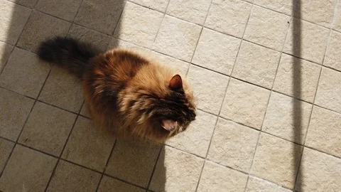 Brown mackerel cat at the sun Vídeo Stock 123315963