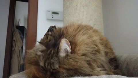Brown mackerel kitten relaxes on a scratching post, siberian breed Stock Footage 127358257