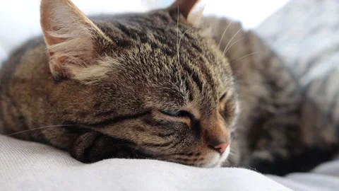 Brown mackerel tabby cat laying on a sofa and closing eyes. Close up shot. Stock Footage 191589299