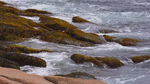 Brown Macroalgae Covered Rocks At Low Tide - Acadia National Park - Maine - USA Stock Footage 342923524