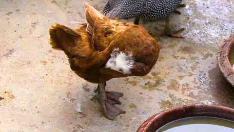 Brown Mallard Ducks Drinking And Grooming At Farm Feeding Station Thailand. Video stock 345699354