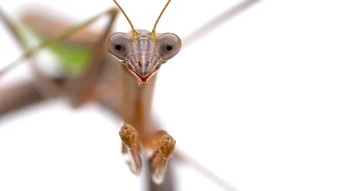 Brown Mantis Stock Footage 108141621