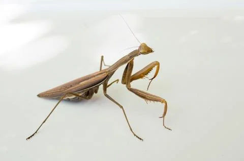 Brown mantis isolated on white background. Stock Photos