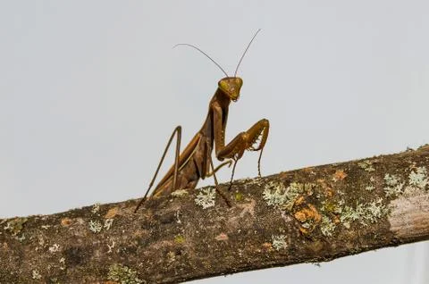 Brown mantis isolated on white background. Stock Photos