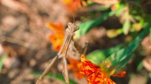 Brown mantis looking at camera, close up Stock Footage 267944687