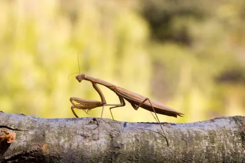 Brown mantis Stock Photos