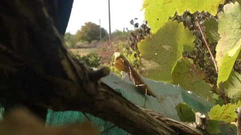 Brown Mantis Religiosa Sits On The Vine - Crimea , Russia Stock Footage 83284841