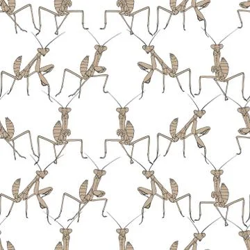 Brown mantis on white seamless background. Stock Illustration