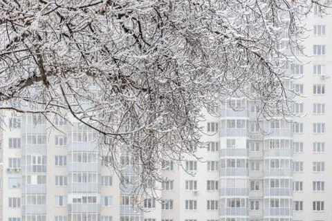 Brown maple branches covered with white fluffy snow are on a background of A 스톡 사진
