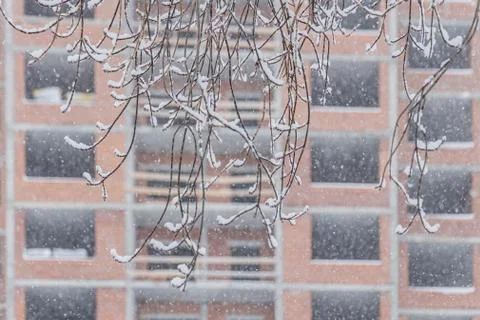 Brown maple branches covered with white fluffy snow are on a background of A Stock Photos
