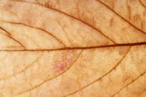 Brown maple leaf close up. background for designer Stock Photos