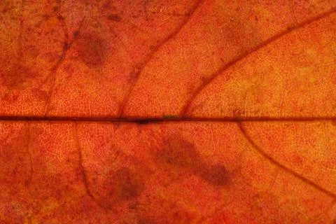 Brown maple leaf close up. background for designer Stock Photos