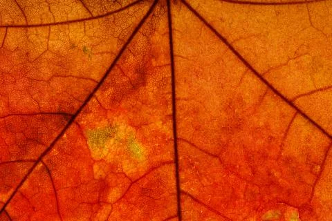 Brown maple leaf close up. background for designer Stock Photos