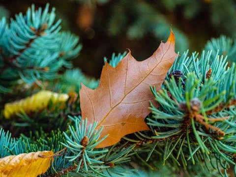 Brown maple leaf with detail texture on a coniferous branch Stock Photos
