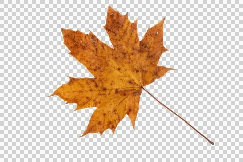 Brown maple leaf isolated transparent png Stock Photos