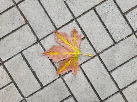 A brown maple leaf of a sycamore tree lies against a background of paving sla Stock Photos