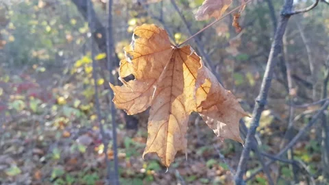 Brown maple leaf on a tree, sunlight, autumn time in the forest, macro view Stock Footage 207724953