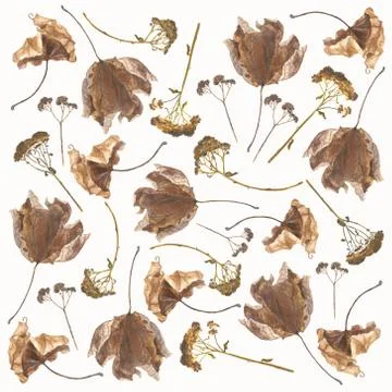 Brown maple leaves Stock Illustration