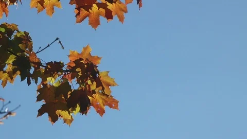 Brown maple leaves on the wind Stock Footage 102692639