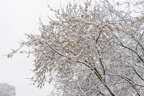 Brown maple tree branches covered with white fresh fluffy snow are in winter Foto stock