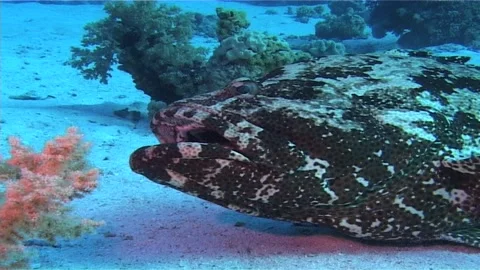Brown-marbled Grouper, Close Up Stock Footage 299982050