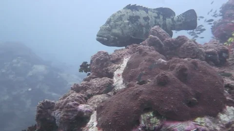 Brown marbled grouper Stock Footage 80797791