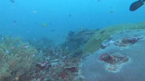 Brown Marbled Grouper Stock Footage 139610772