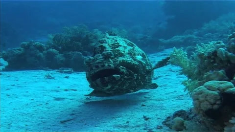 Brown-marbled Grouper Frontal View, Over Seabed Stock Footage 299971594