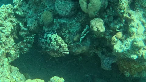 Brown Marbled Grouper Like a Goliath Grouper Trying to Hide in Coral Stock Footage 343182900