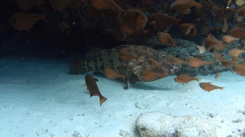 Brown-marbled grouper hidden under underwater cornice Stock Footage 118091104