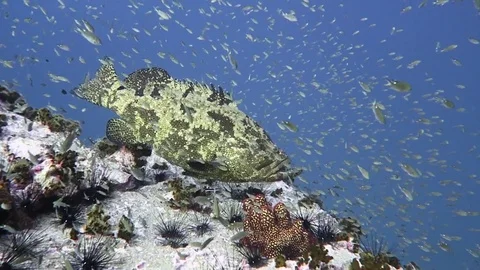 Brown marbled grouper surrounded by fish Stock Footage 80799922