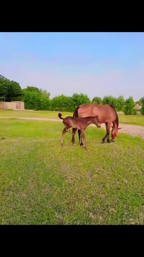 Brown mare and foal grazing in green pasture field Vídeos de archivo 333422491