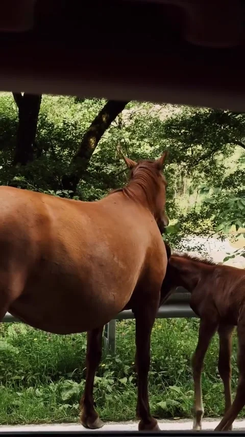 Brown Mare and Foal Standing by Roadside in Forest 库存影片 340868985