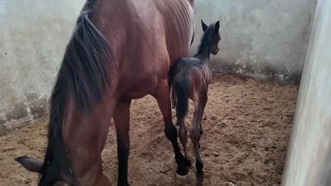 A brown mare and her cute newborn foal in a stable. Stock Footage 343377623