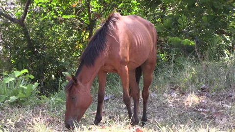 Brown mare eating dry grass in a wooded area. calm and peaceful atmosphere Stock Footage 194445292