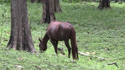 Brown mare flittingly grazing on grass in the meadow with green grass Stock Footage 159725293