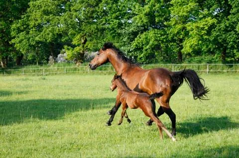 Brown mare with foal Stock-Fotos
