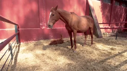Brown mare with her foal of the same color in a corral during a rural exhib.. Stock Footage 252905283