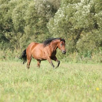 Brown mare with long mane running Stock Photos