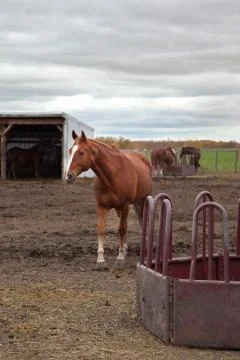 Brown mare in pen Stock Photos