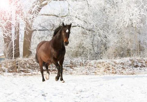 Brown mare in snow Stock Photos