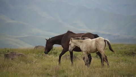 Brown mare walking with foal across grassy plain with distant mountains Stock Footage 340322761
