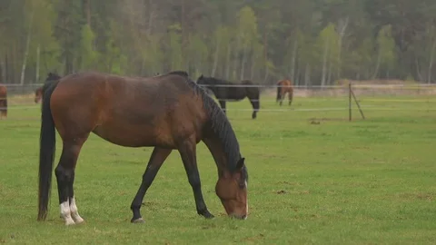 Brown mare with white fetlocks and white stipe on its muzzle grazing grass Stock Footage 108269944