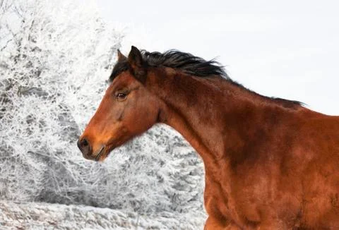 Brown mare in winter Stock Photos