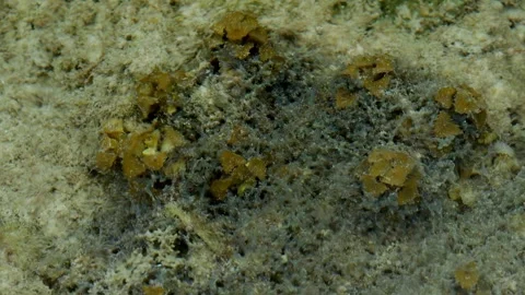 Brown Marine Algae Growing Across Coral Reef at Low Tide Stock Footage 339642975