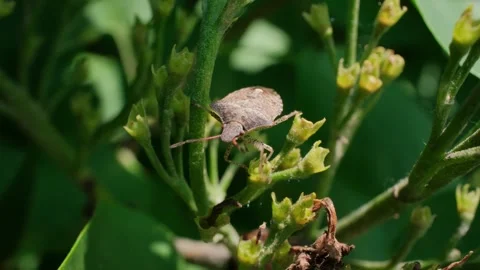 Brown Marmorated Stink Bug Climbing Plant Macro Video Vidéo 339287921