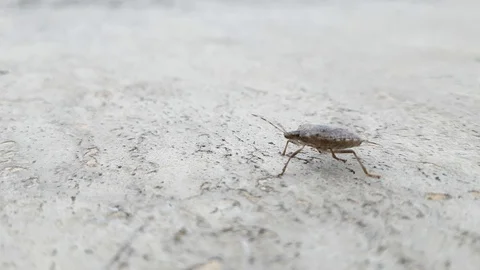 Brown marmorated stink bug close up 01 Stock Footage 106193503