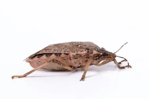 Brown marmorated stink bug close up side view 스톡 사진